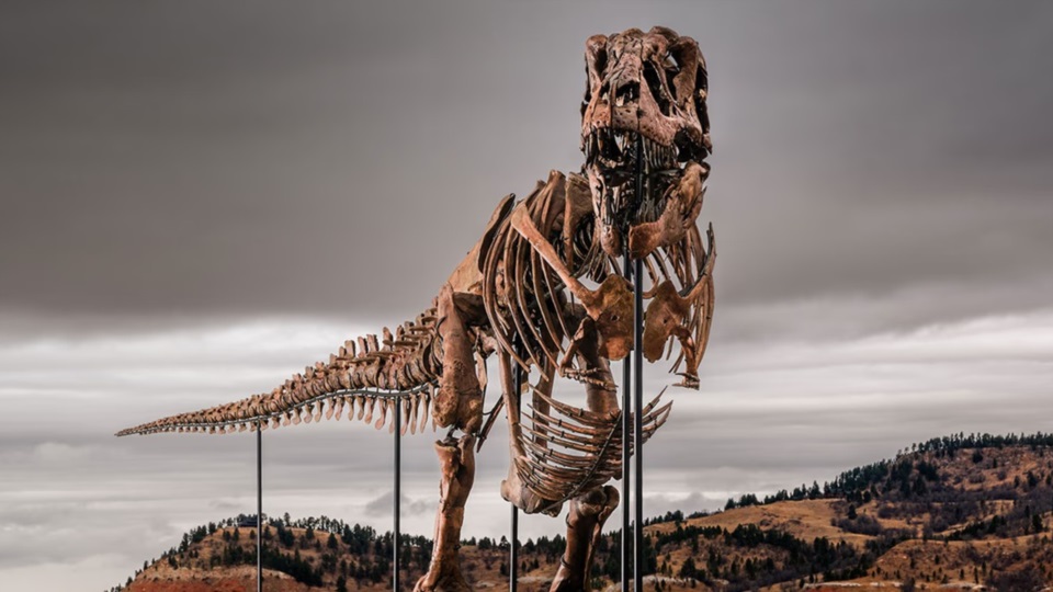 El cuerpo de “Gus” mide 11,6 metros de largo y 3,8 metros de alto. Foto: Agencia NA (Sotheby's).