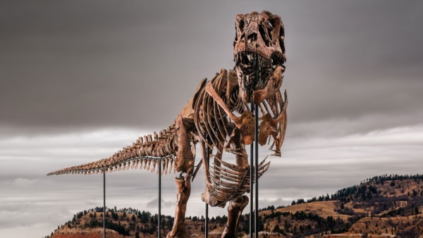 El cuerpo de “Gus” mide 11,6 metros de largo y 3,8 metros de alto. Foto: Agencia NA (Sotheby's).
