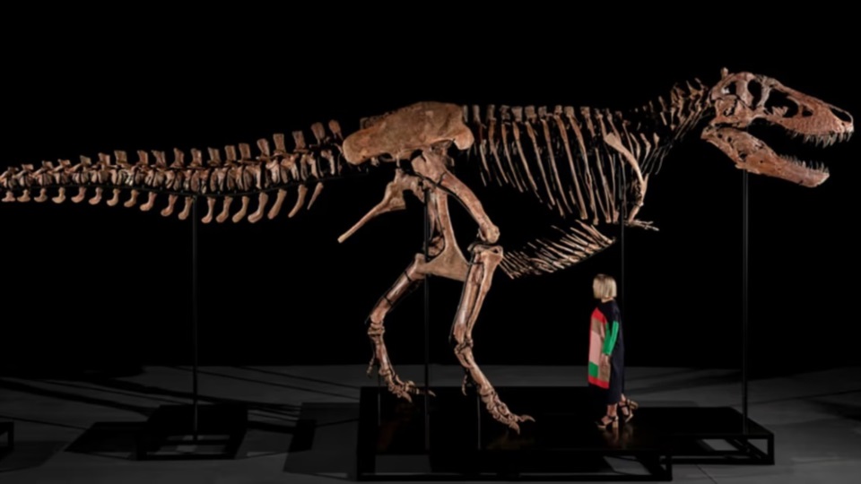 Una figura humana junto a la osamenta, para tener idea de la proporción del temible gigante.