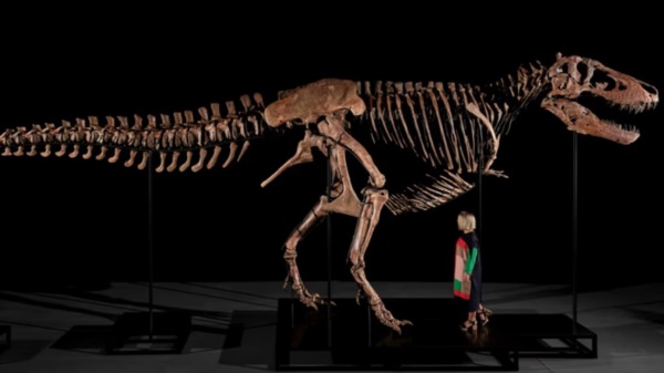 Una figura humana junto a la osamenta, para tener idea de la proporción del temible gigante.