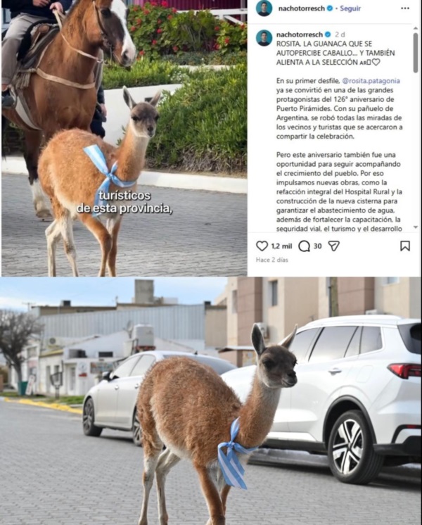 La nota de color de la semana. En el aniversario de Pirámides "Rosita" desfiló con los caballos. 