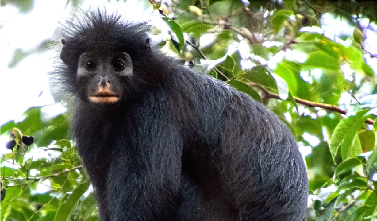 Un ejemplar de Colobus congoensis, la nueva especie descubierta en el Parque Nacional de Lomami, República Democrática del Congo. Foto: Agencia NA (Plos One).