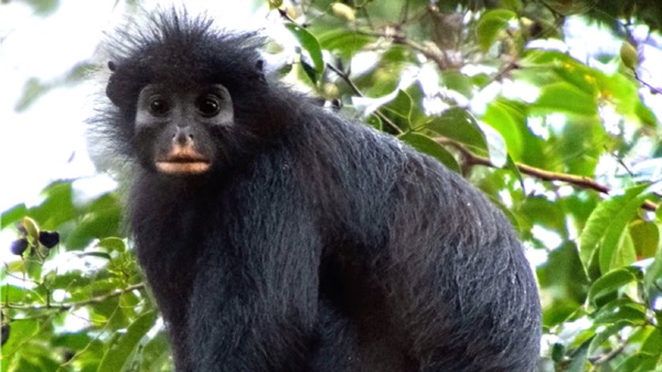 Un ejemplar de Colobus congoensis, la nueva especie descubierta en el Parque Nacional de Lomami, República Democrática del Congo. Foto: Agencia NA (Plos One).