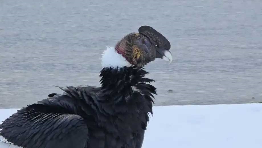 Los cóndores pasaron la noche en la costa del lago Nahuel Huapi. Foto: gentileza