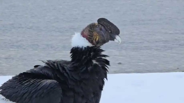 Los cóndores pasaron la noche en la costa del lago Nahuel Huapi. Foto: gentileza