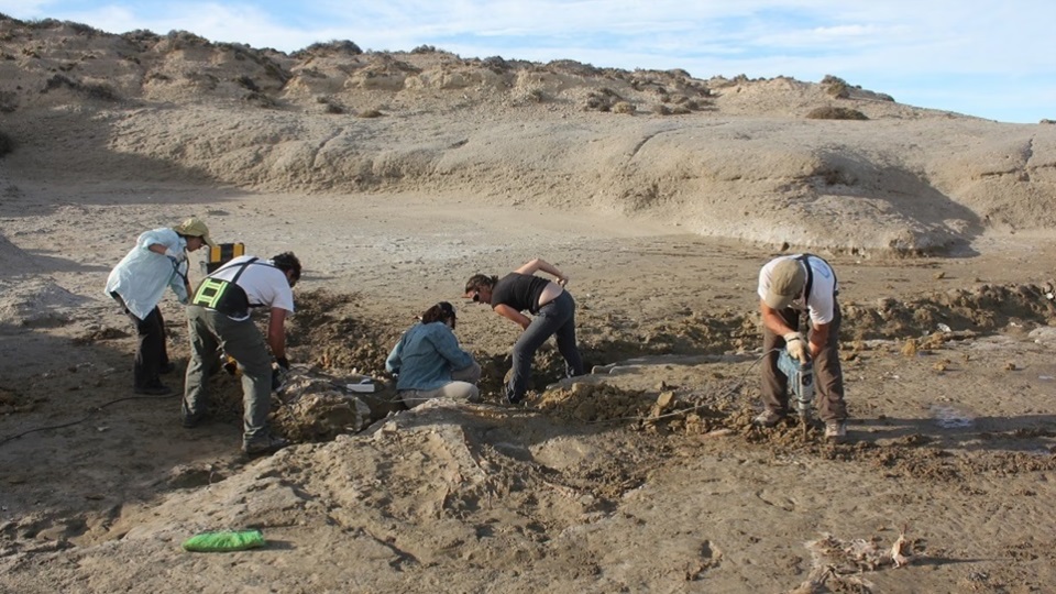 Trabajo de campo en Península Valdés. Foto: Agencia NA (CONICET).