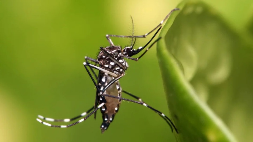 Los cambios ambientales favorecieron la expansión del mosquito transmisor y obligan a sostener las medidas de prevención más allá de la temporada de mayor circulación.