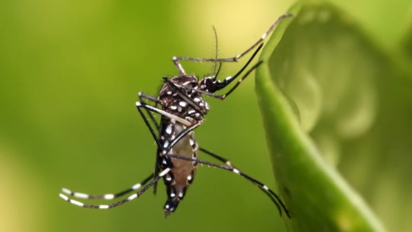 Los cambios ambientales favorecieron la expansión del mosquito transmisor y obligan a sostener las medidas de prevención más allá de la temporada de mayor circulación.