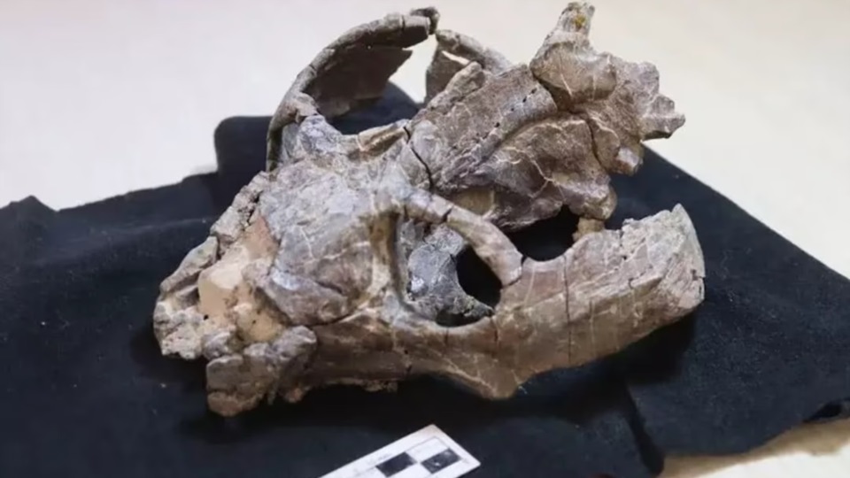 Un fósil de un cinodonte (Chiniquodon theotonicus). Foto: Agencia NA.