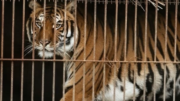 Los felinos estaban en el ex Zoo de Luján. Foto: Agencia NA (Four Paws/Ilustrativa).