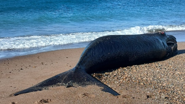 El cuerpo de la ballena en El Doradillo.
