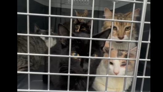 Los felinos rescatados en Rawson.