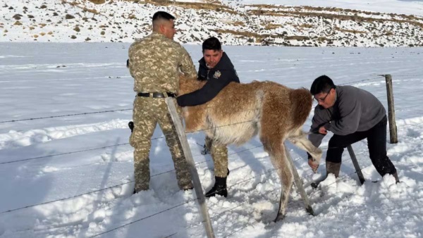 El gobernador Claudio Vidal, lucha con el alambrado para liberar las patas del animal.