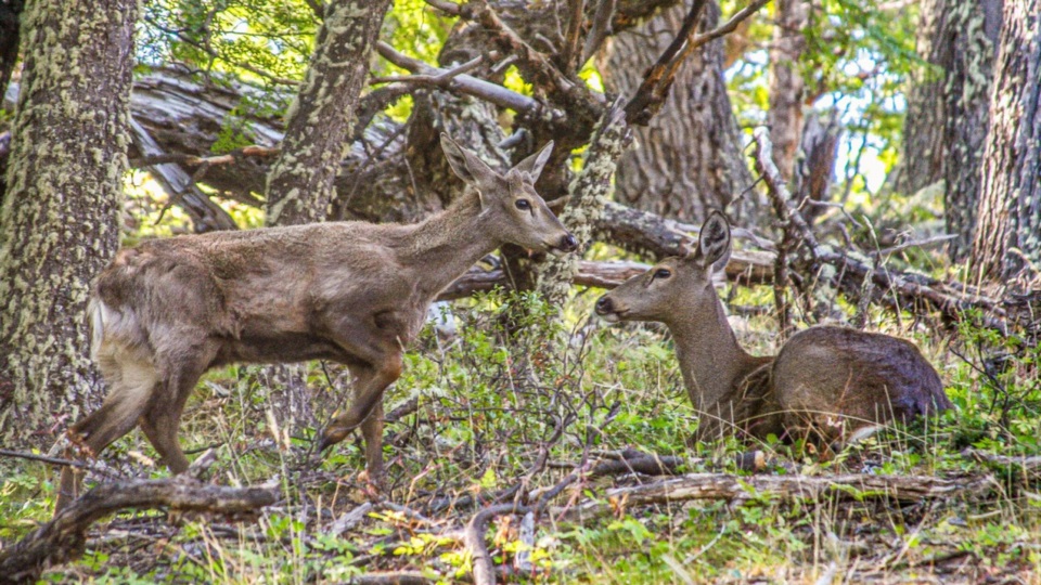 Dos ejemplares de huemul. Foto: Agencia NA (Administración de Parques Nacionales).