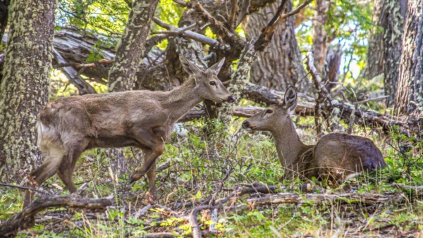 Dos ejemplares de huemul. Foto: Agencia NA (Administración de Parques Nacionales).