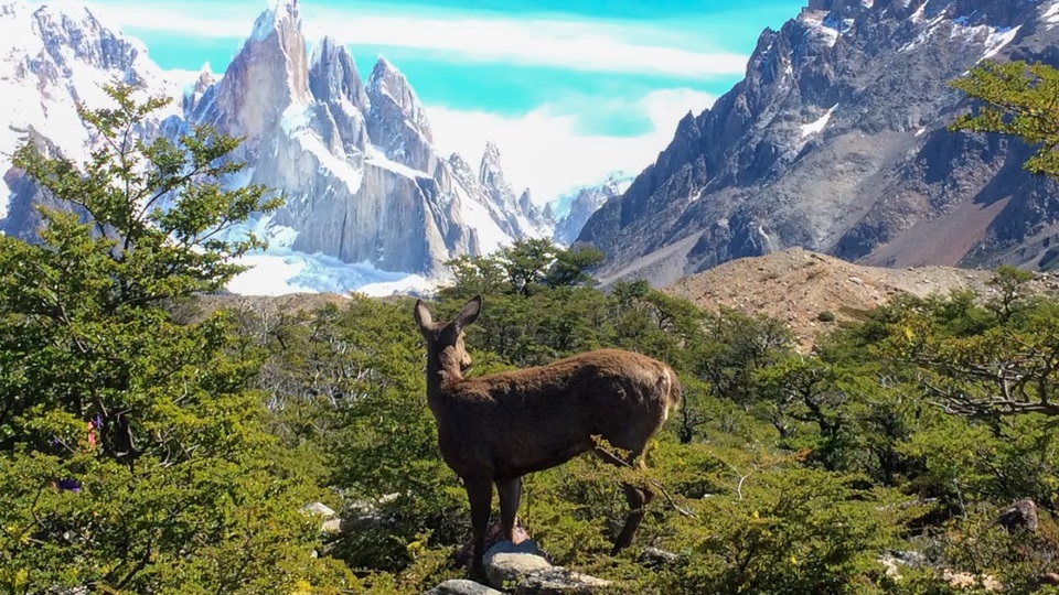 Un ejemplar de huemul en medio de un paisaje de la Patagonia argentina. Foto: Agencia NA (Administración de Parques Nacionales).