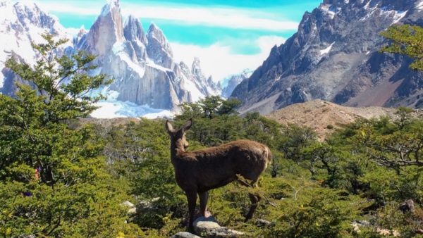 Un ejemplar de huemul en medio de un paisaje de la Patagonia argentina. Foto: Agencia NA (Administración de Parques Nacionales).