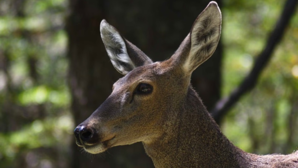 El huemul es uno de los ciervos más amenazados de Sudamérica. Foto: Agencia NA (Administración de Parques Nacionales).