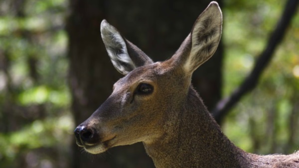 El huemul es uno de los ciervos más amenazados de Sudamérica. Foto: Agencia NA (Administración de Parques Nacionales).