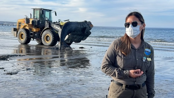 El cetáceo fue retirado por una pala cargadora de la playa.