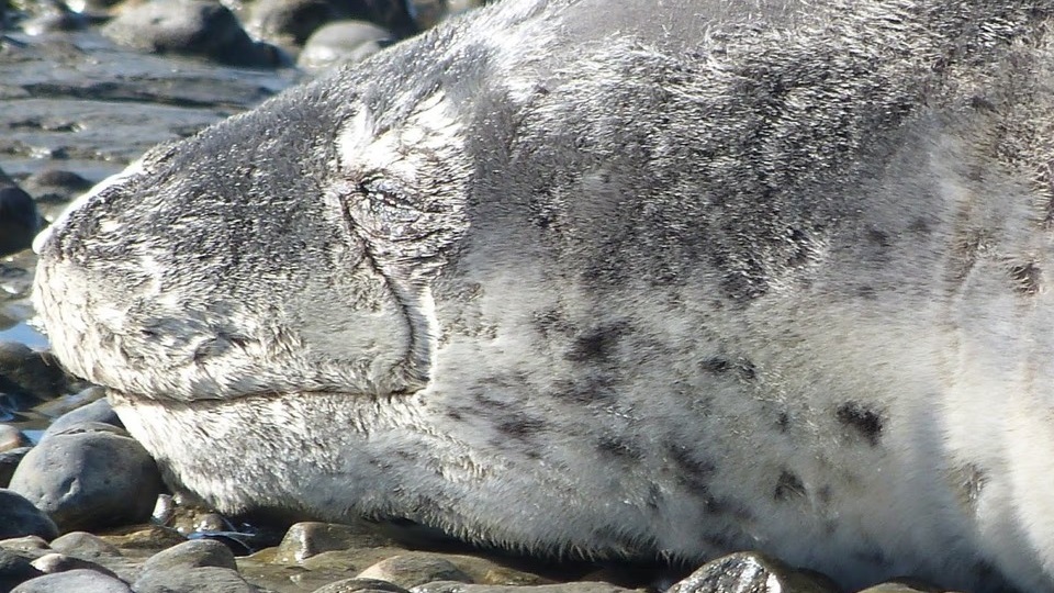 Vecinos reportaron la presencia de un lobo marino en la costanera de Río Gallegos. Foto: Agencia NA (Gobierno de Santa Cruz)