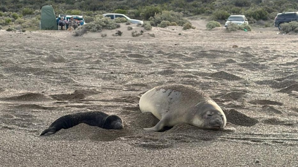 Una de las crías de elefante marino.