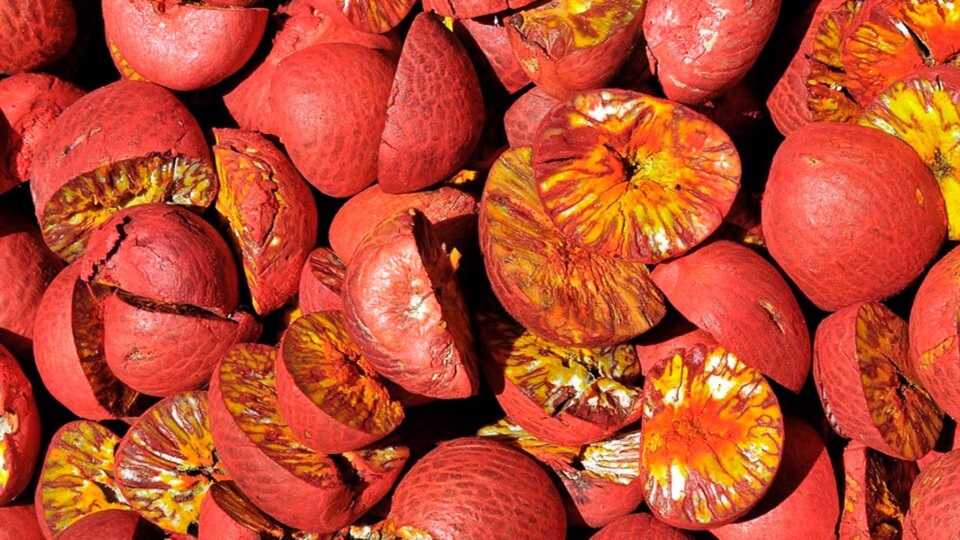 Nueces de areca teñida. Foto: Agencia NA (Wikimedia Commons)